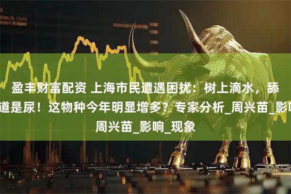 盈丰财富配资 上海市民遭遇困扰：树上滴水，舔了才知道是尿！这物种今年明显增多？专家分析_周兴苗_影响_现象